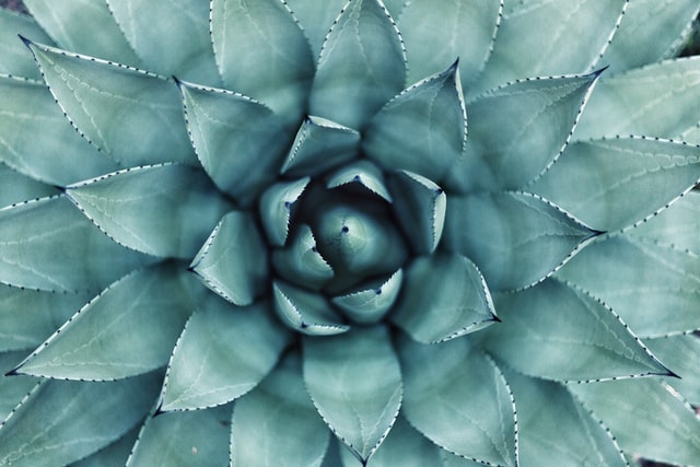 Aloe Vera - ein Wundermittel für Haut und Haare