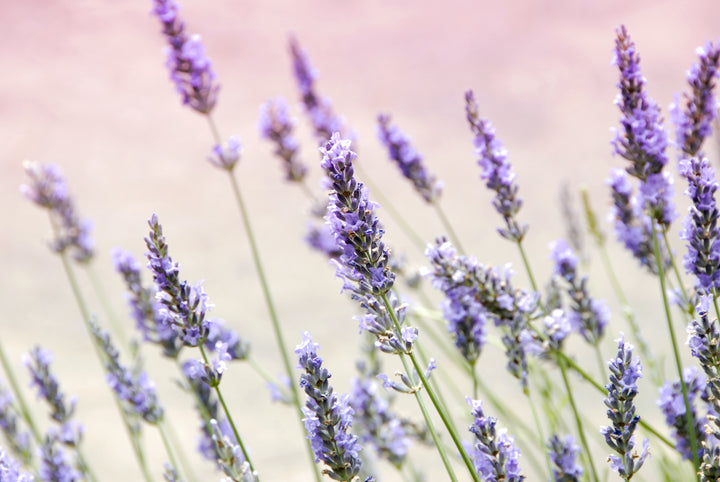 Lavendel - für eine beruhigende Hautpflege